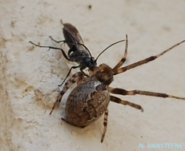 Agenioideus sericeus